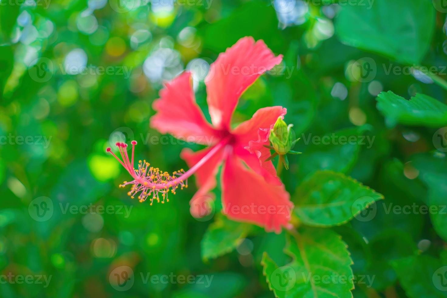 närbild av hibiskus rosa-sinensis, känd i dagligt tal som kinesisk hibiskus, odlas allmänt som en prydnadsväxt. hibiscus rosa-sinensis i närbildsdetalj foto