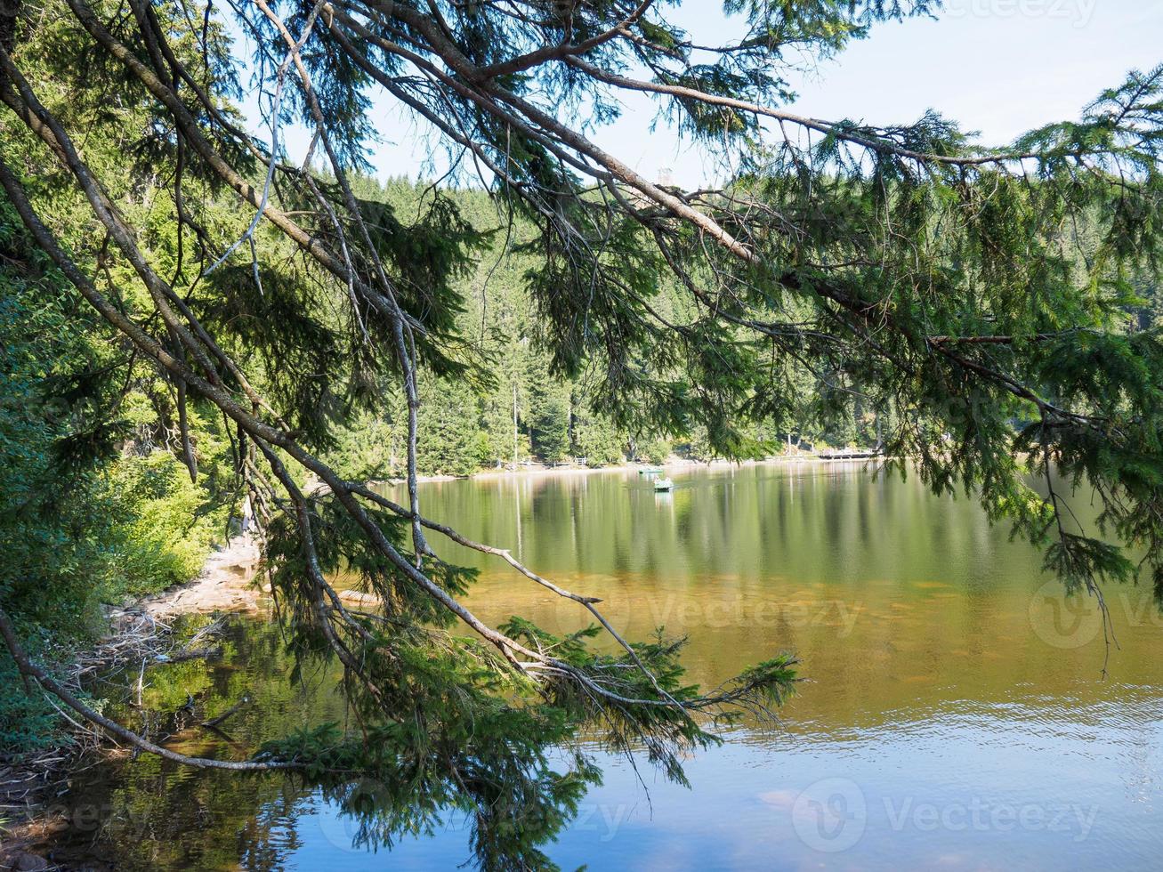 svarta skogen i tyskland foto