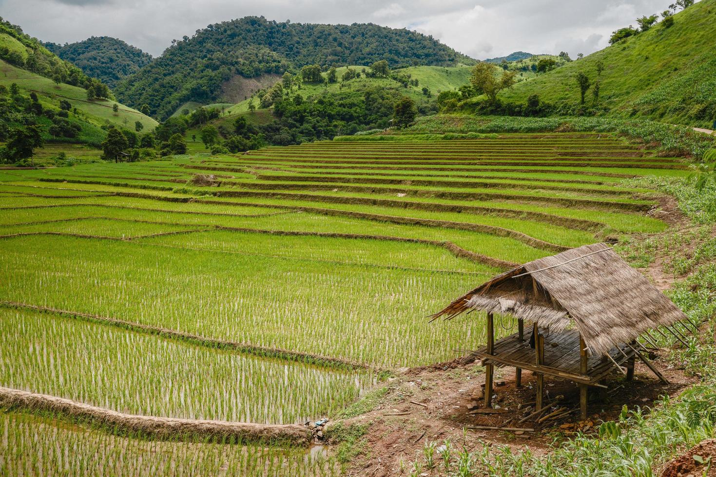 risterrasserna och jordbruket på landsbygden i Chiang Rai-provinsen, den norra provinsen i thailand. foto