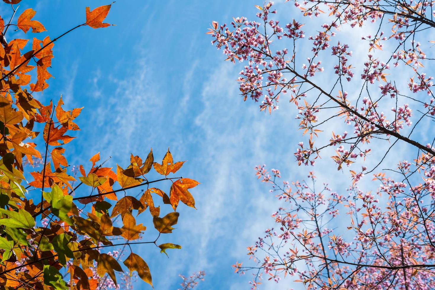 det röda lönnbladet och himalaya körsbärsblommor under vintersäsongen i thailand. foto