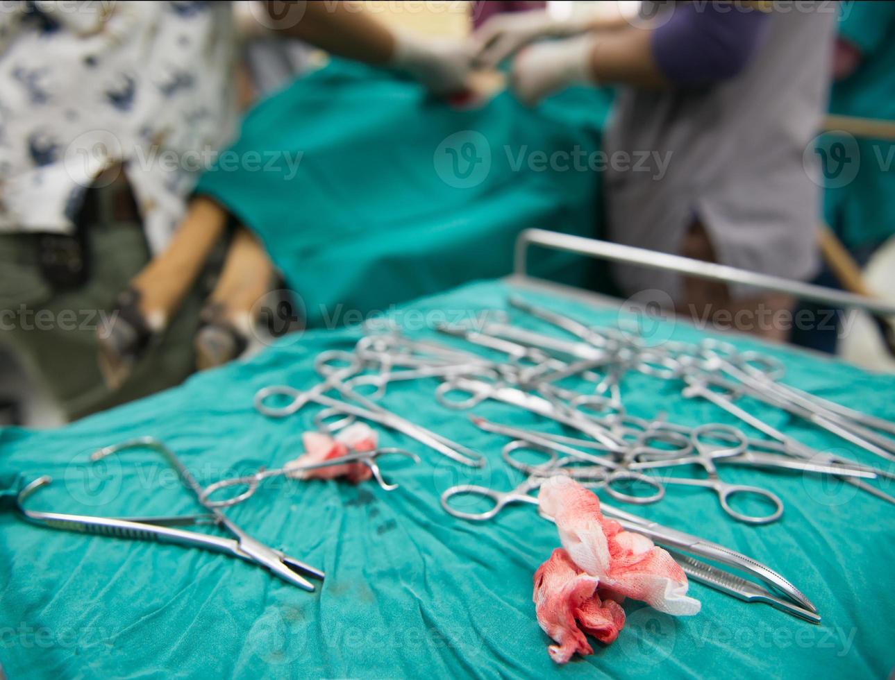 veterinär som utför en operation i operationssalen foto
