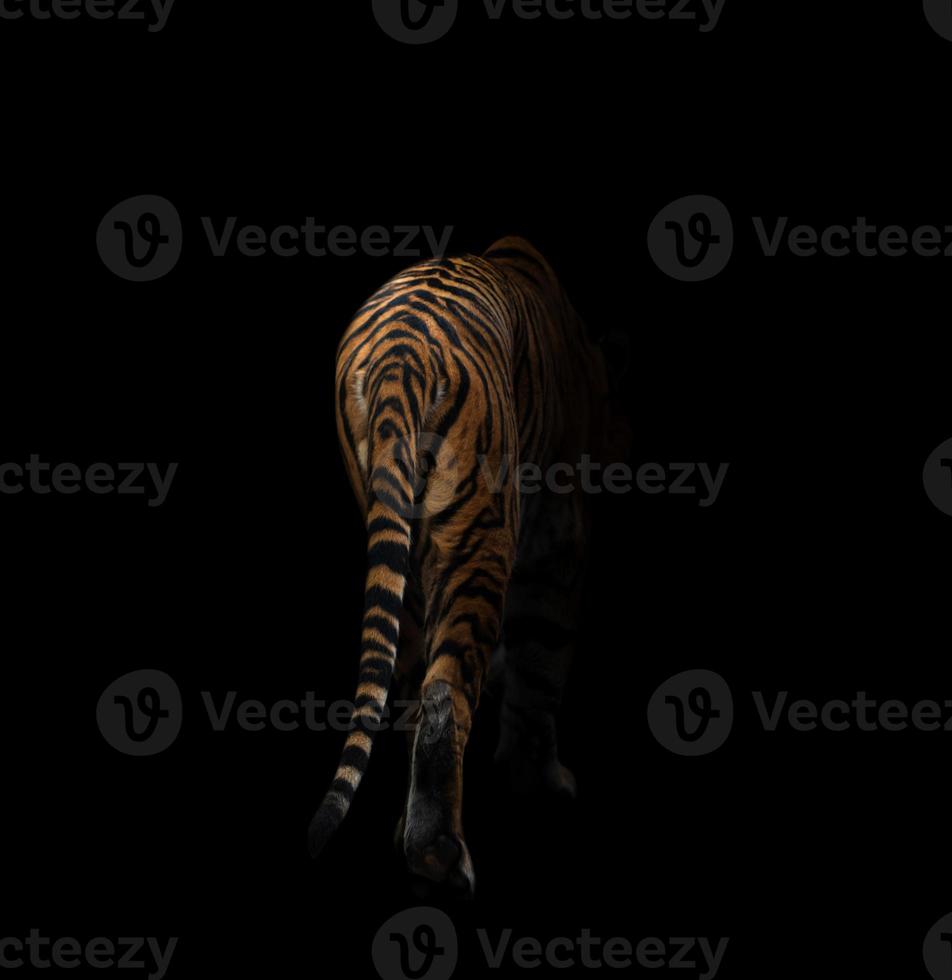 bengalisk tiger i mörkret foto