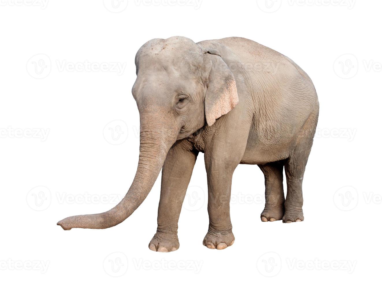 Asien elefant isolerad foto