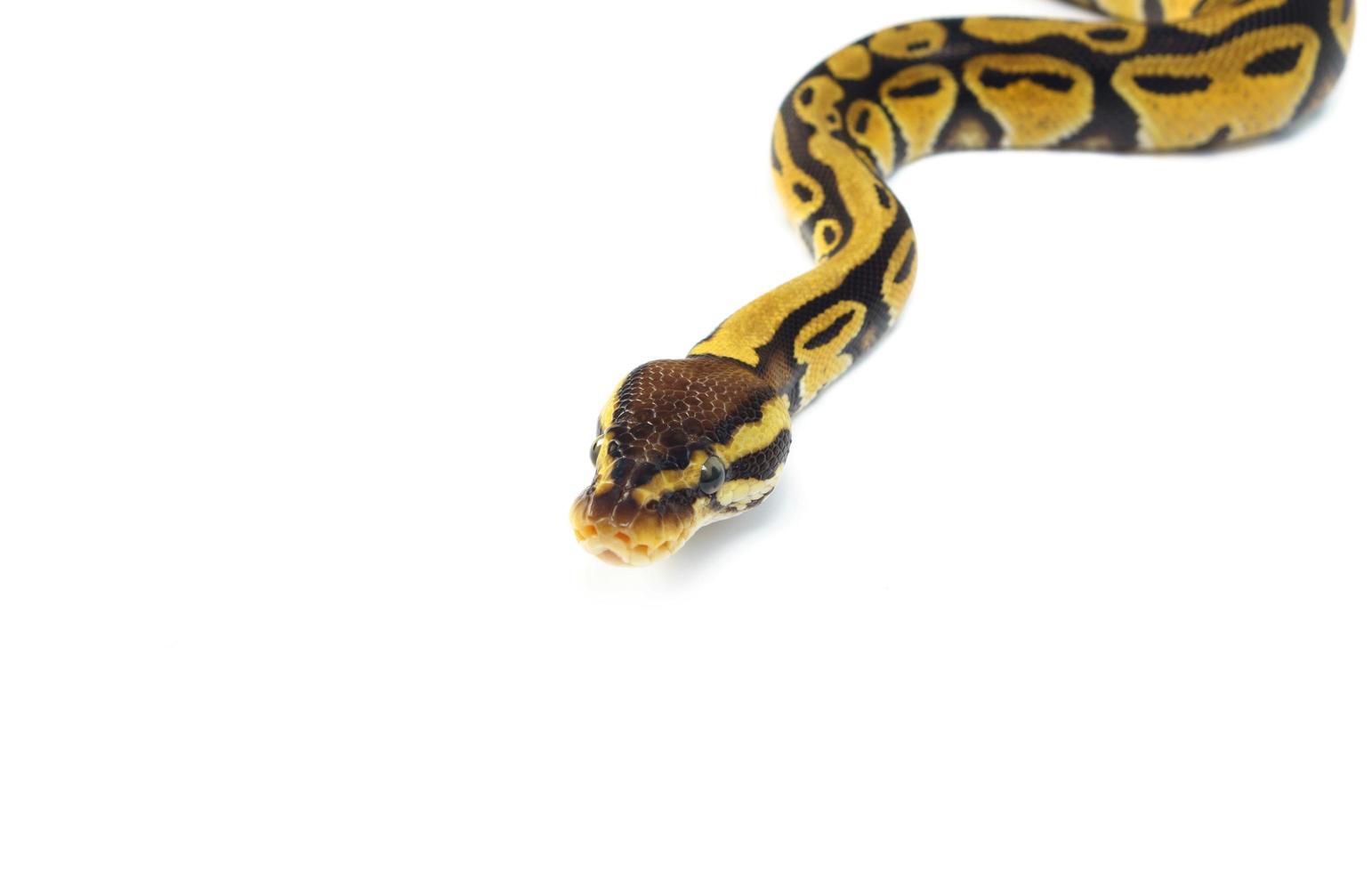 boll python på vit bakgrund foto