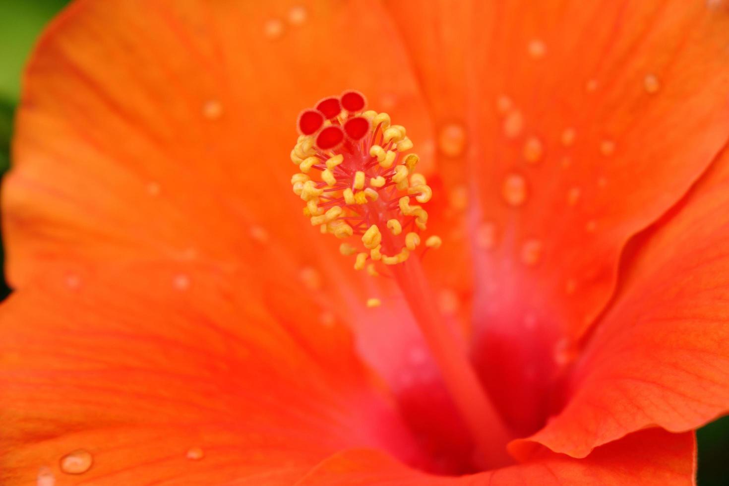 pollen för hibiskusblomma. foto