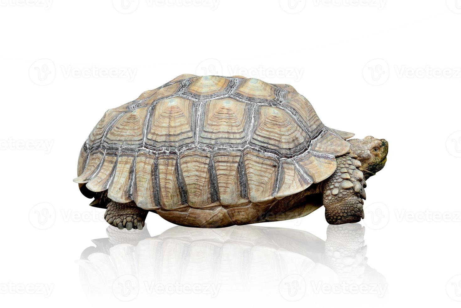 afrikansk sporrad sköldpadda eller geochelone sulcata isolerad på vit bakgrund, inklusive urklippsbana foto