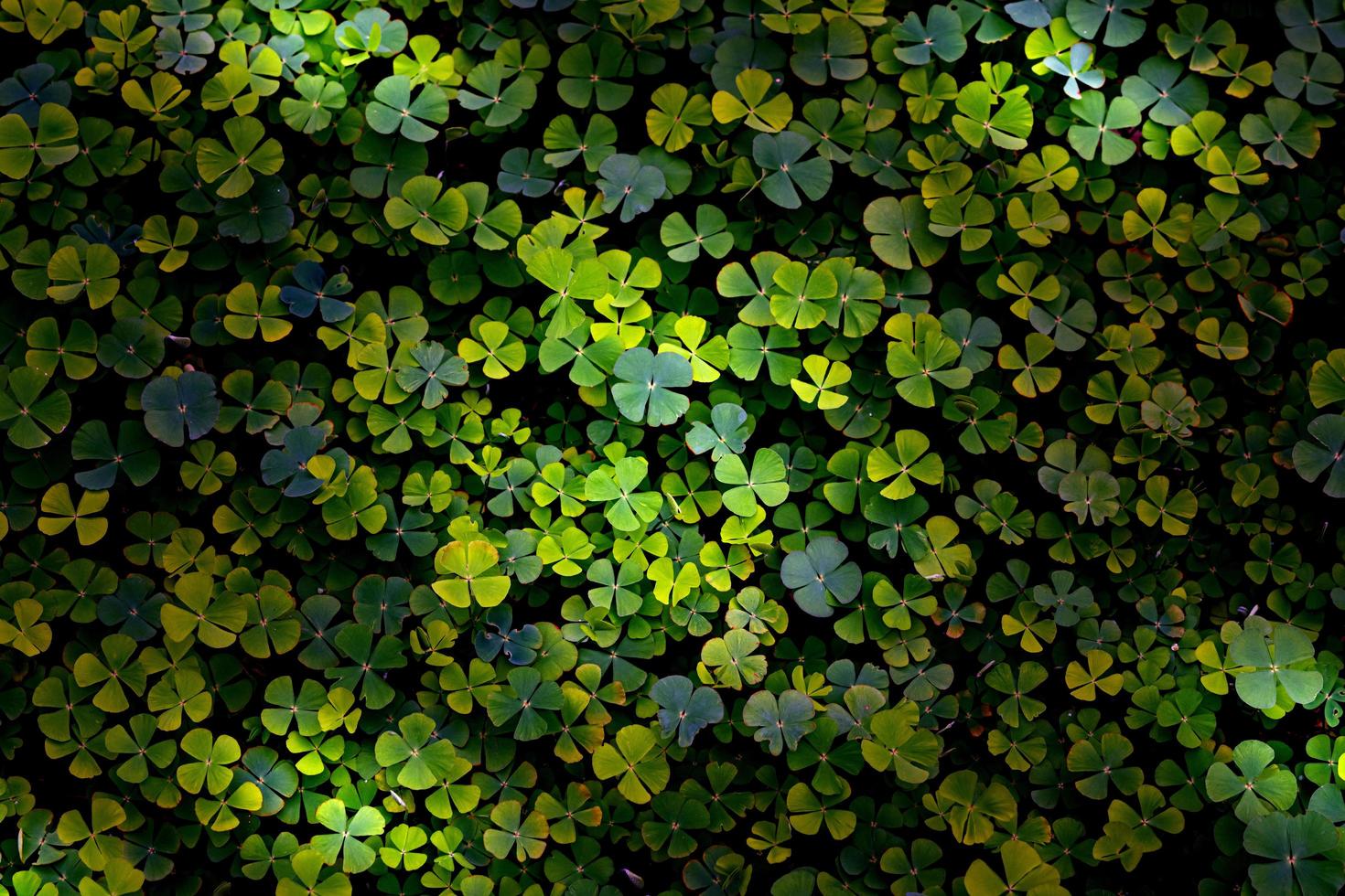 gröna blad mönster, blad shamrock eller vatten klöver bakgrund foto