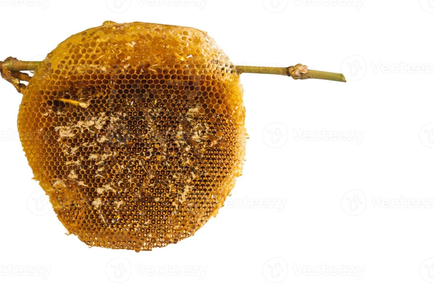 honungskaka med honung. foto