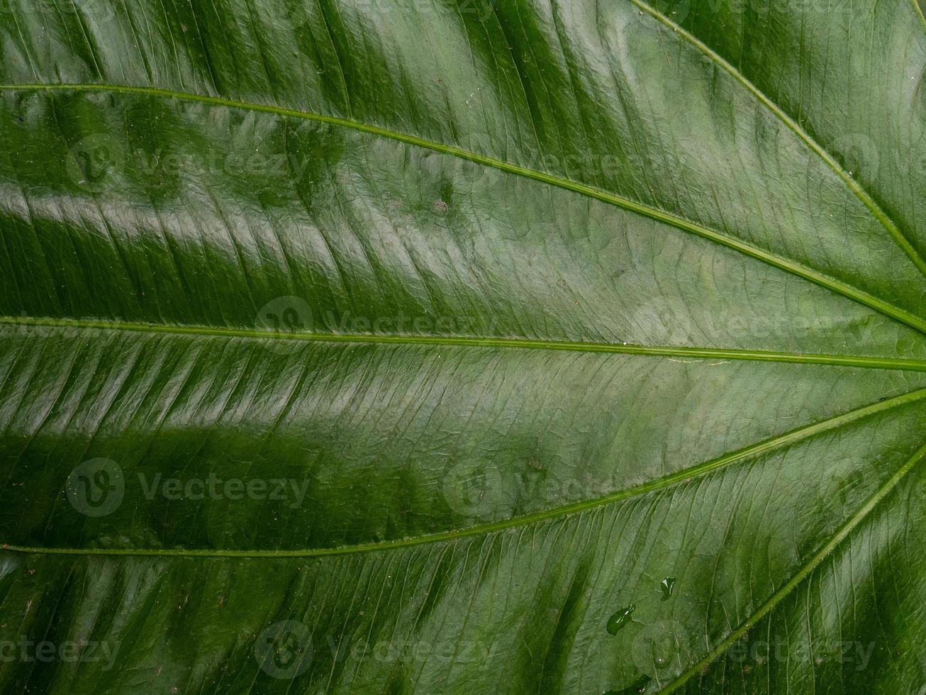 echinodorus cordifolius leaf närbild bild för bakgrund foto