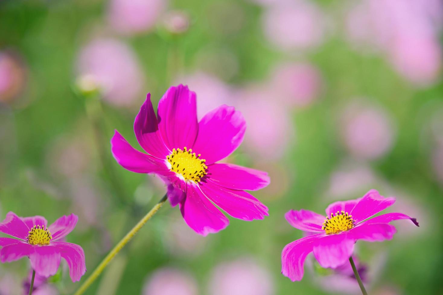 vackra vårlila kosmos blommor i grön trädgårdsbakgrund - härlig natur i vårsäsongskoncept foto