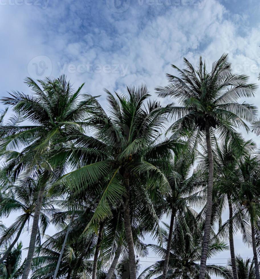 höga kokospalmer, bakgrund en himmel full av vita moln foto