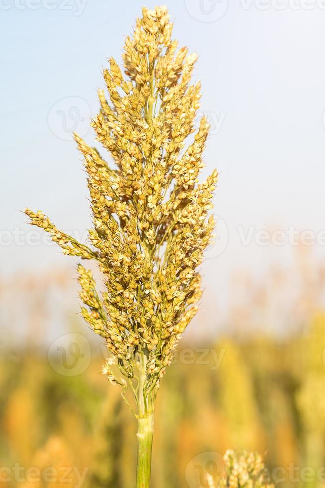 närbild hirs eller sorghum i fält foto