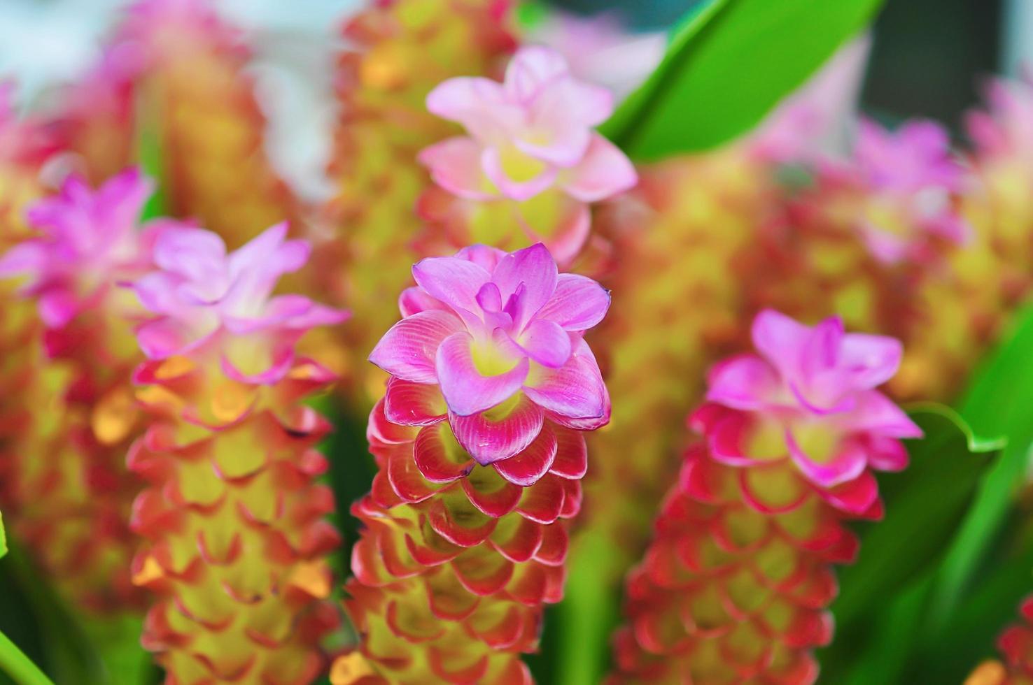 curcuma petiolata känd som juvel of thailand, siam tulpan, pastell dold ingefära, dold lilja eller drottning lilja, är en växt av zingiberaceae eller ingefära familjen. den är infödd i Thailand och Malaysia foto