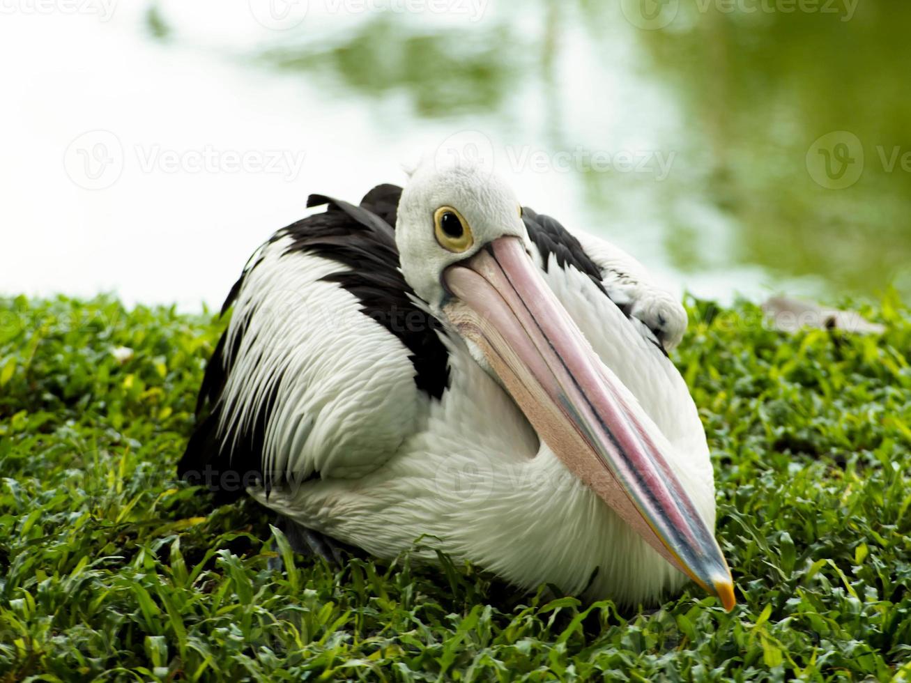 bild av pelikaner, ett släkte av stora vattenfåglar som utgör familjen pelecanidae foto