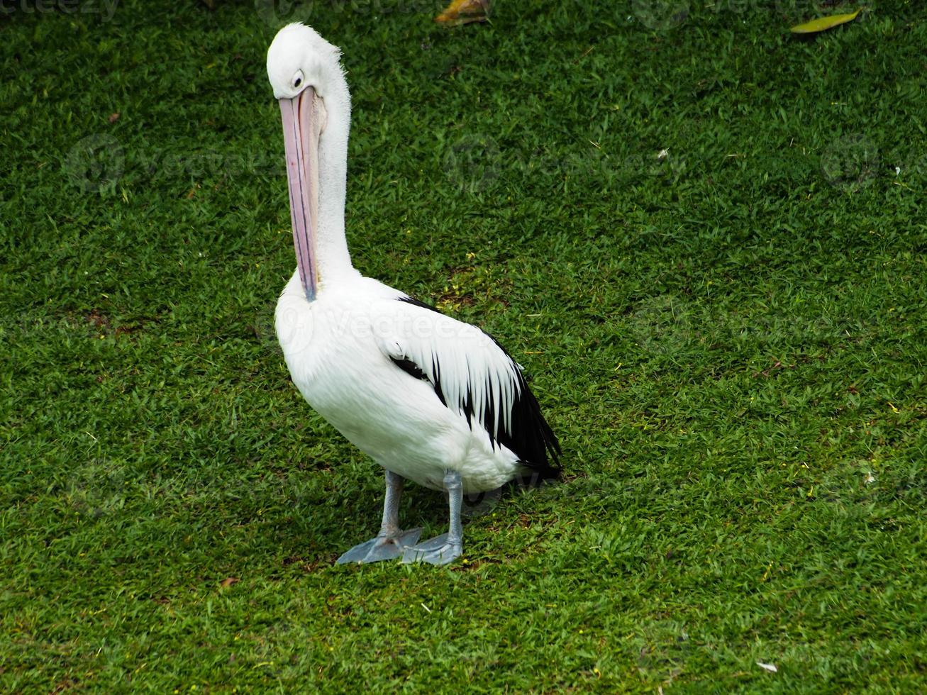 bild av pelikaner, ett släkte av stora vattenfåglar som utgör familjen pelecanidae foto