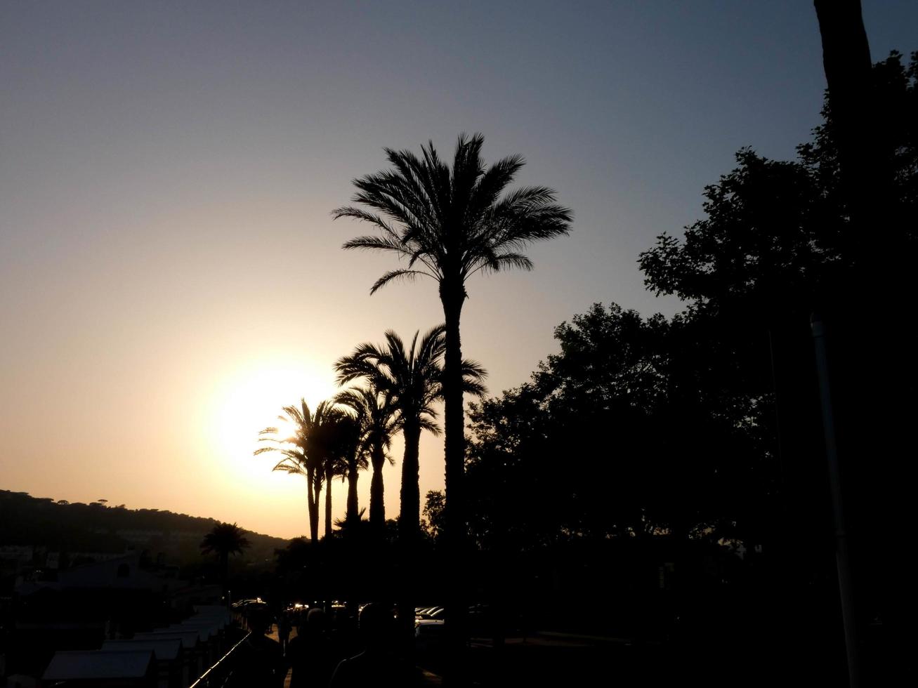 palmer silhuett mot en blå himmel bakgrund foto