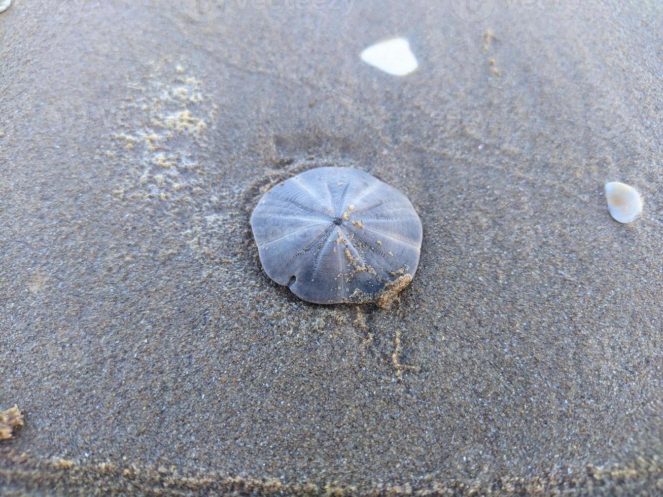 snäckskal på stranden foto