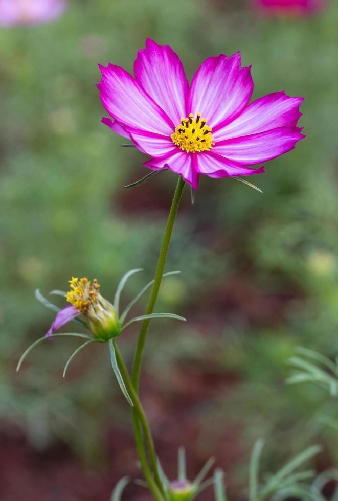 lila kosmos blommor foto