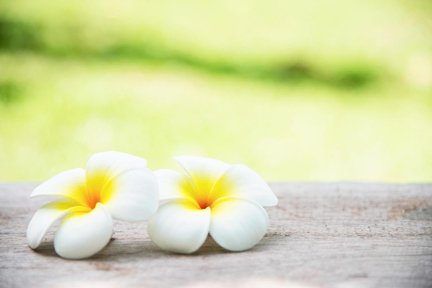 varm gul plumeria blomma i grön trädgård bakgrund - blomma i naturen bakgrund koncept foto