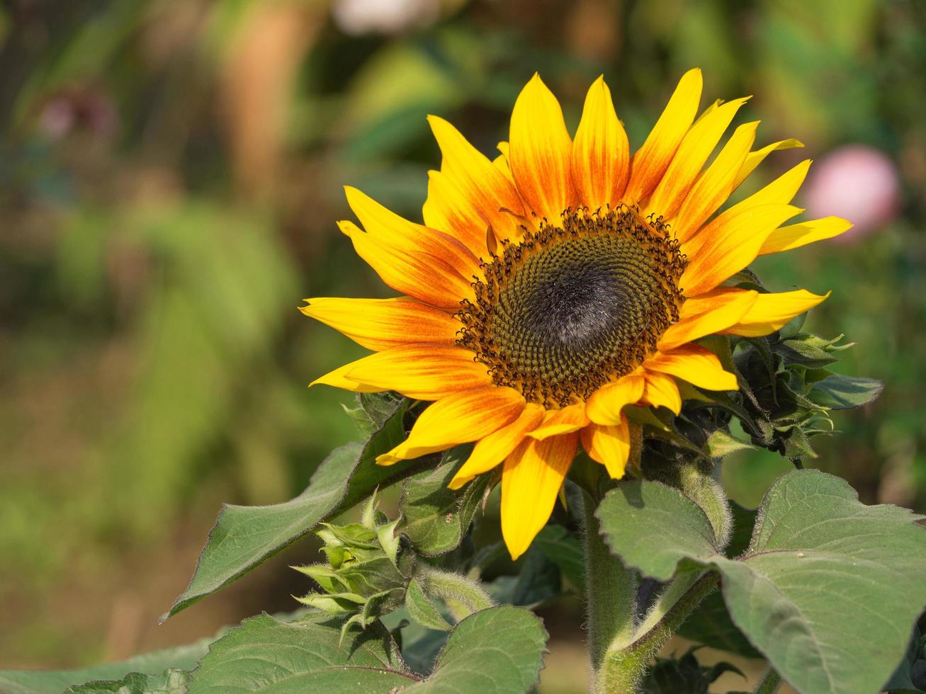 närbild av solros blommar i trädgården foto