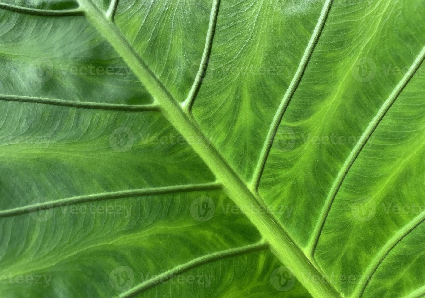 gröna blad bakgrund, blad textur foto