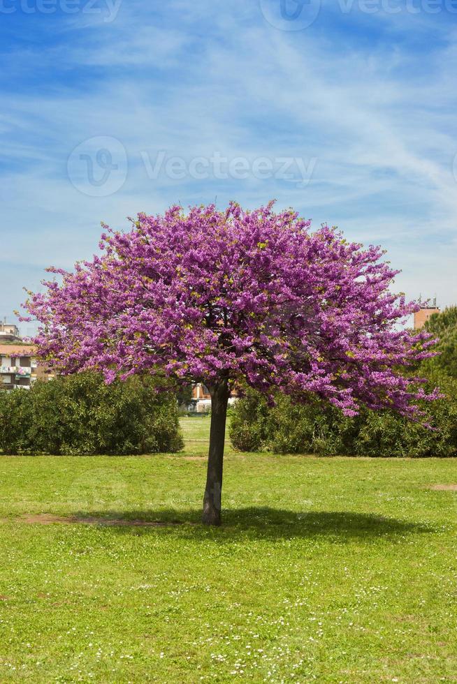 ett isolerat judasträd i en stadspark foto