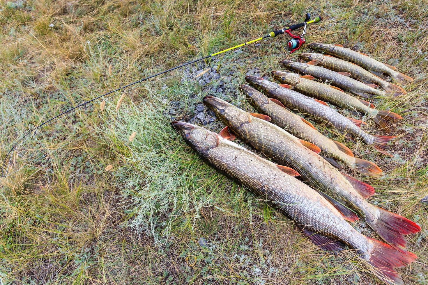 fiske. stor gädda i händerna. foto