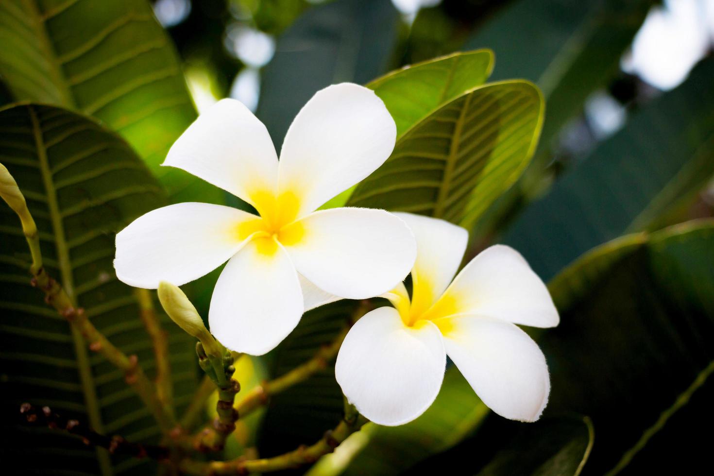 färska vita plumeria blommor foto