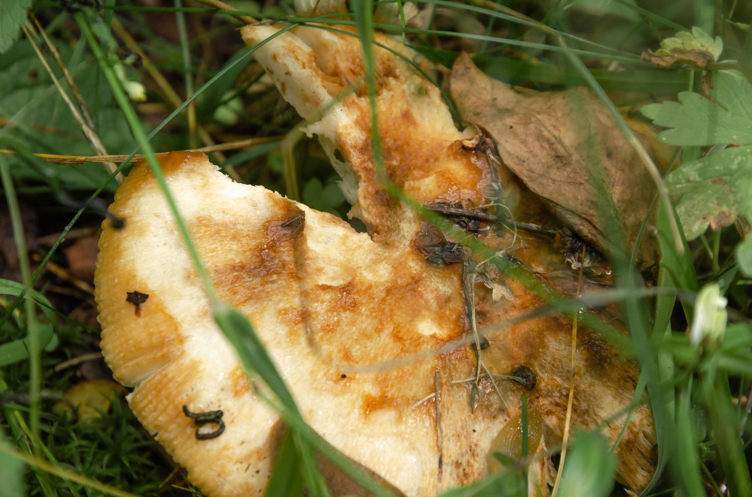 svamp som äts av maskar och sniglar i skogen foto