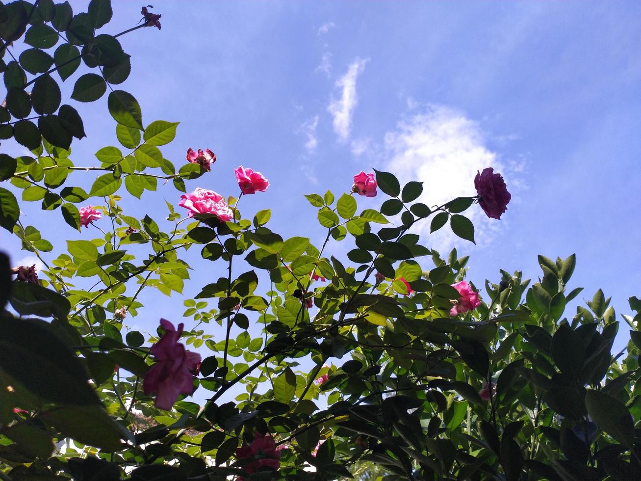 natur bakgrund. rosa ros växt med blå himmel. foto