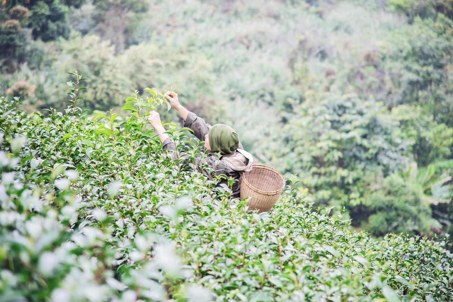 man skördar färska gröna teblad på höglandet tefält i chiang mai thailand - lokalbefolkning med jordbruk i högland naturkoncept foto