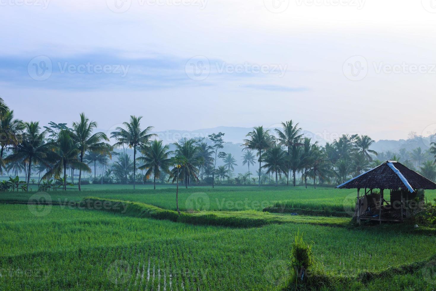 grönt risfält med kokospalm under regnperioden med dimma atmosfär i byn cianjur, västra java, indonesien. foto