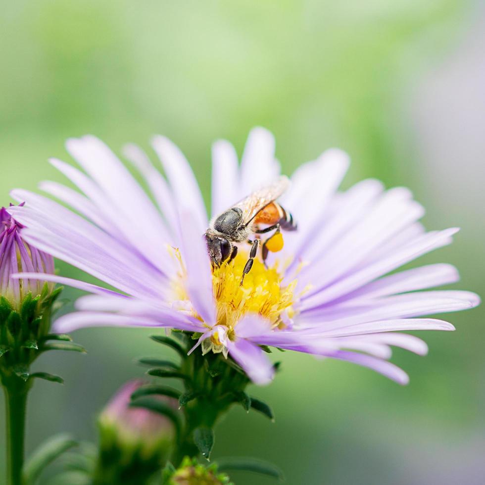 närbild bild av biet samla pollen på lila blomma foto
