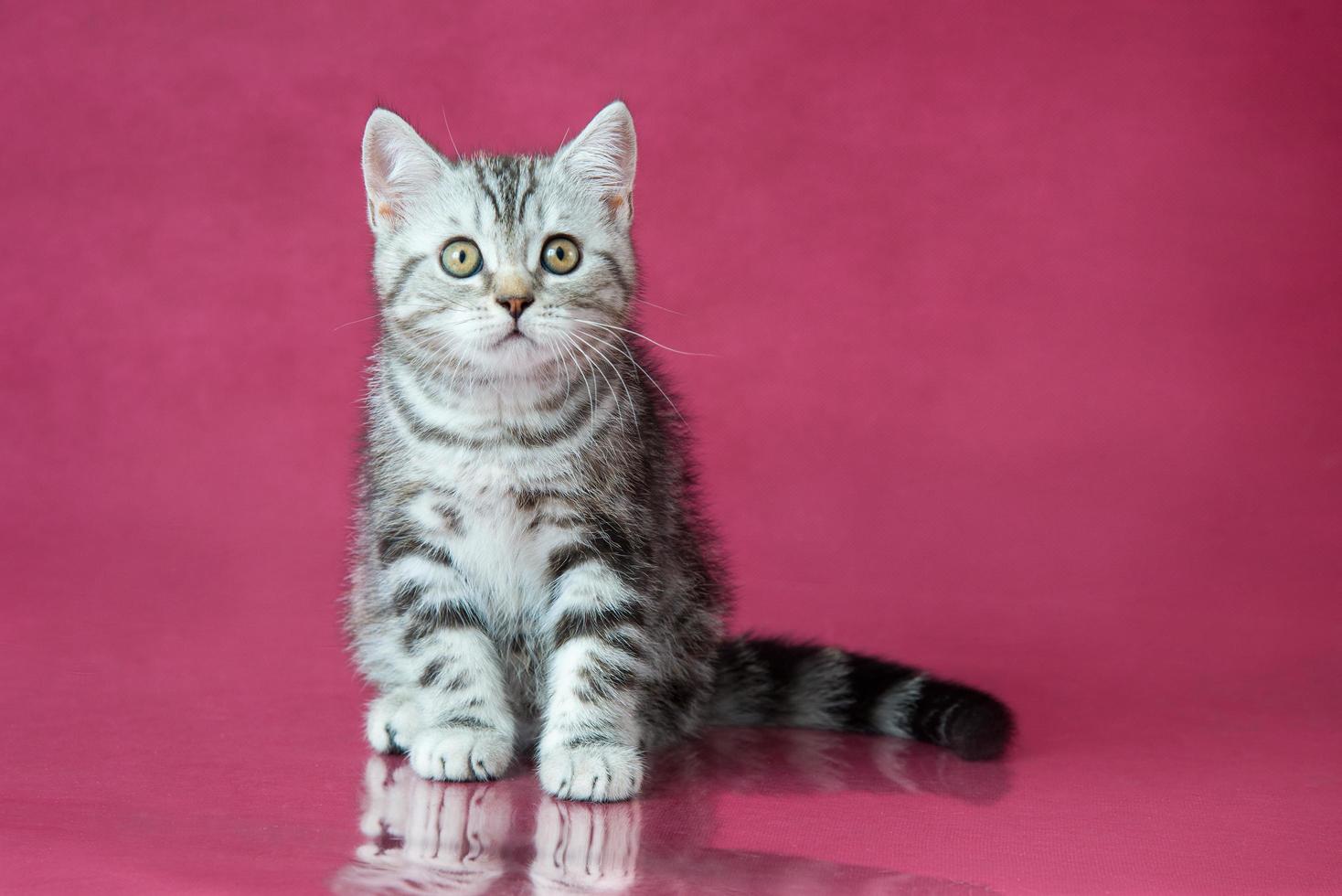 tabby brittisk korthår kattunge, brittisk katt på körsbär studio bakgrund med reflektion. foto