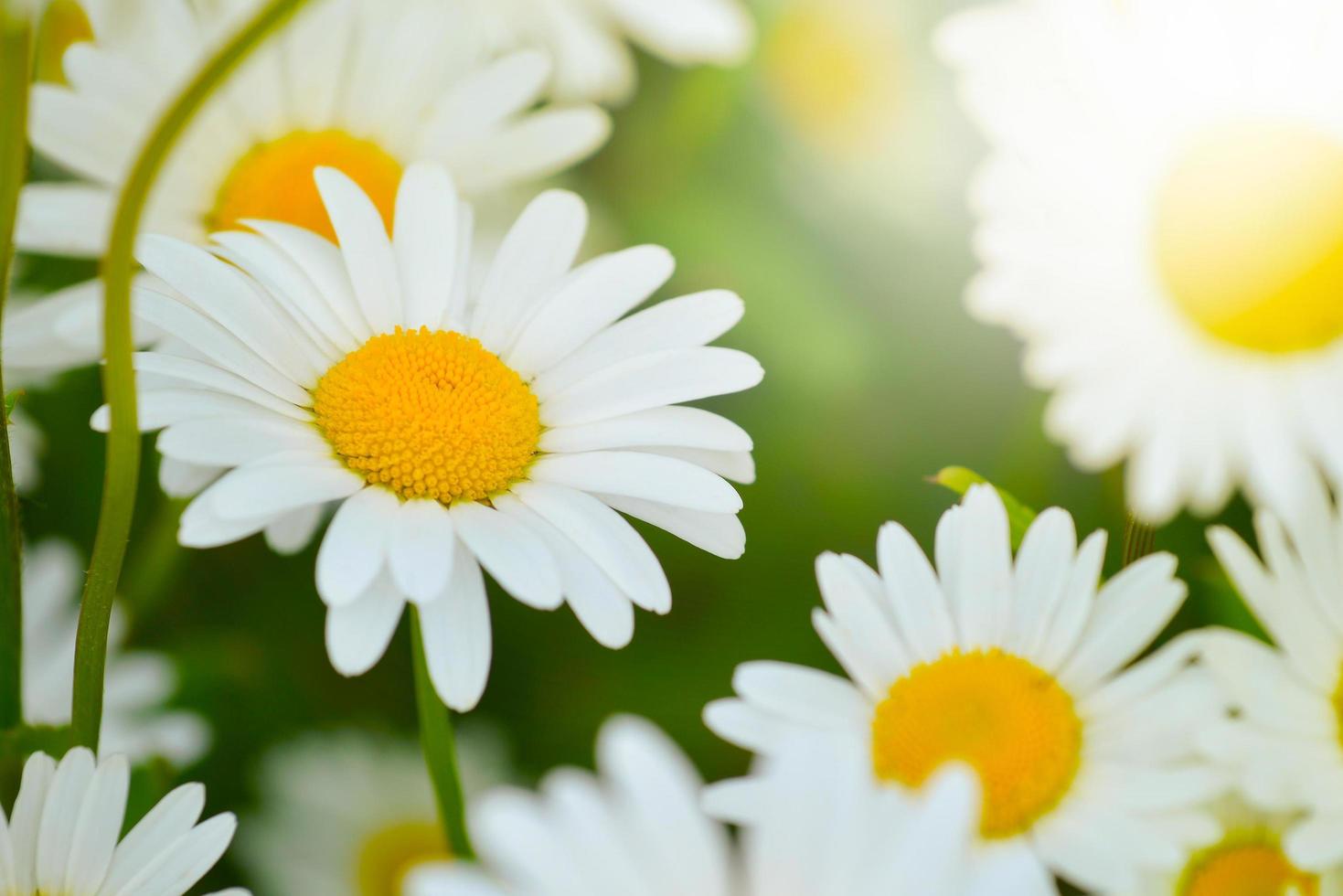 ljusa tusensköna blommor på en solig dag på gräsmattan foto