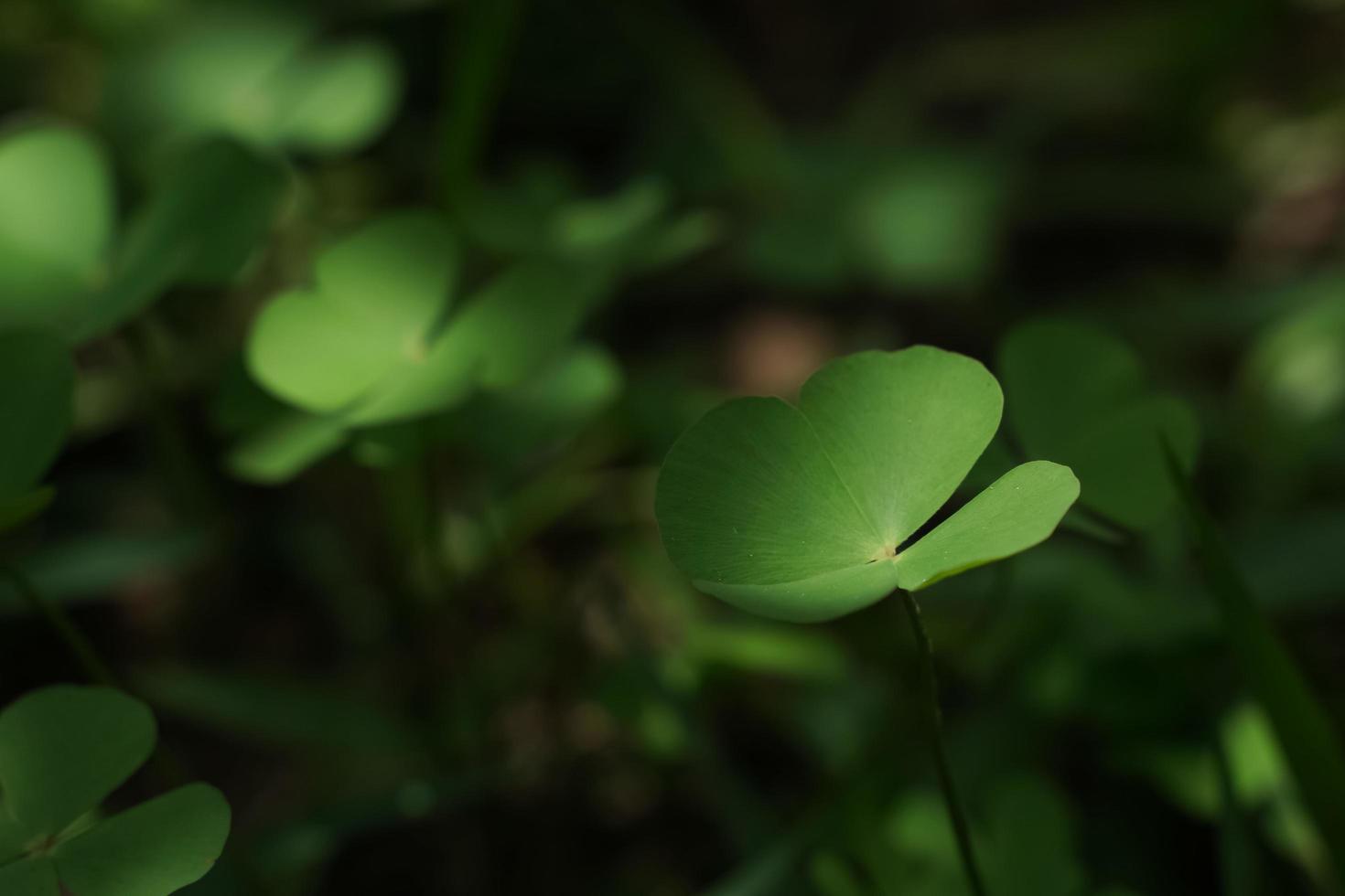 fyra blad klöver på grön shamrock bakgrund foto