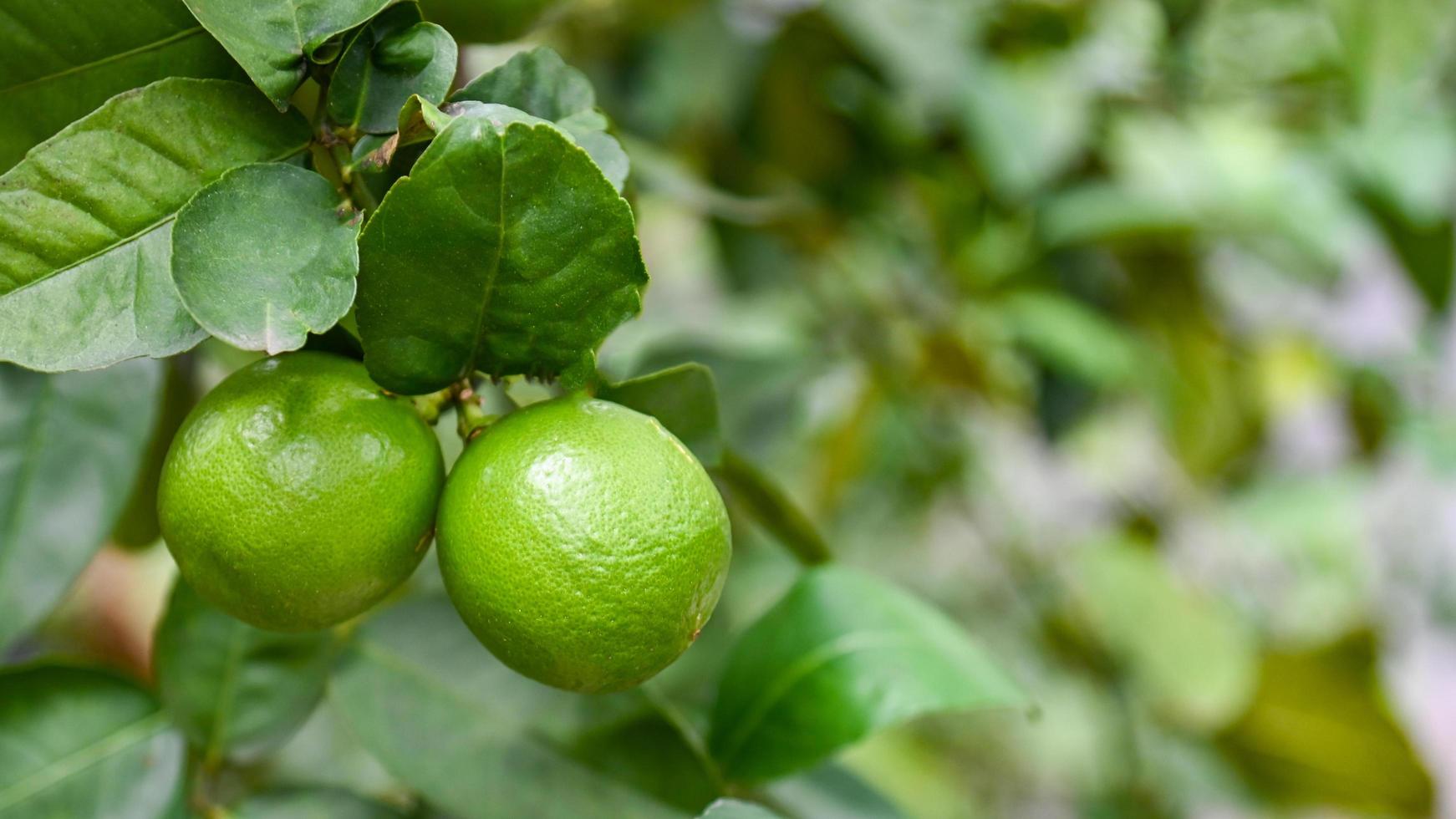 gröna limefrukter på ett träd, färsk lime citrusfrukt högt vitamin c i trädgården gård jordbruk med naturen grön oskärpa bakgrund på sommaren foto