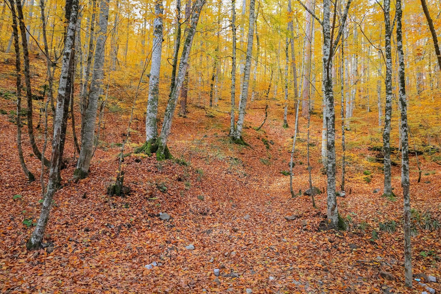 skog i Yedigoller nationalpark, Turkiet foto