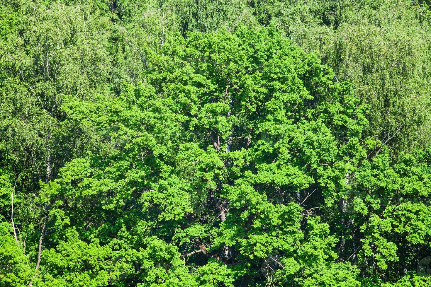 ek i grön skog i solig sommardag foto