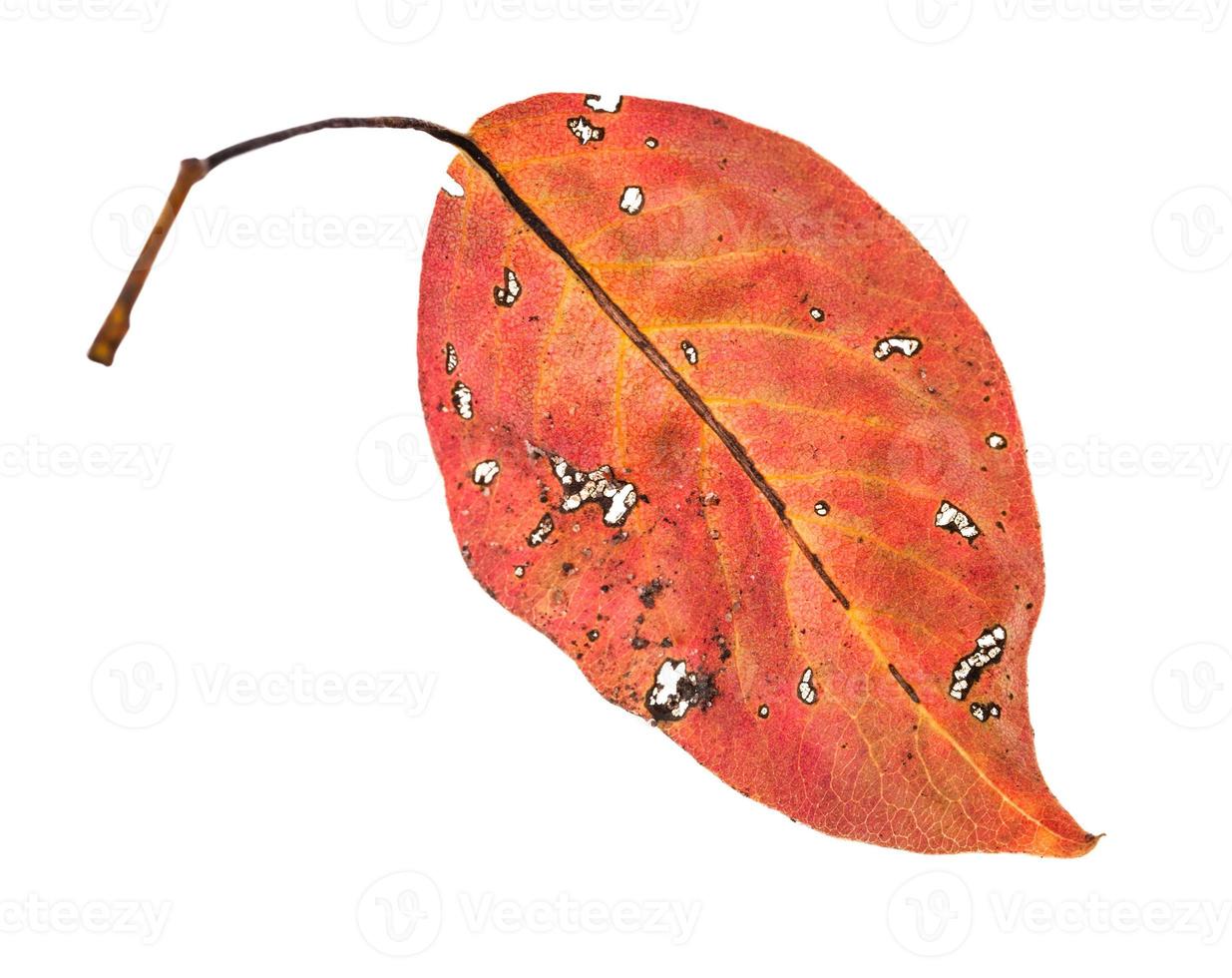 baksidan av röda fallna löv av päronträd isolerade foto