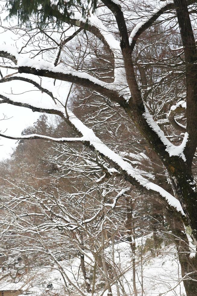 snöfall i vinterparken foto