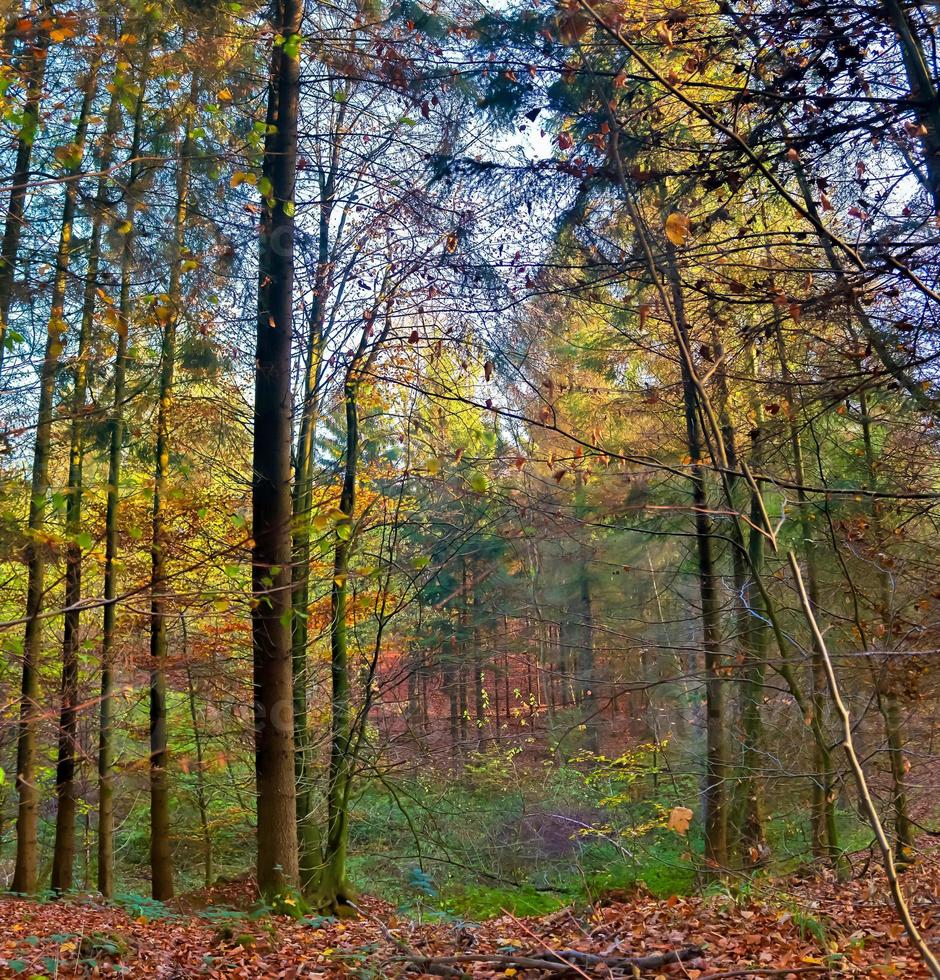 utsikt in i en livlig och färgstark höstskog med höstlöv och solljusstrålar foto