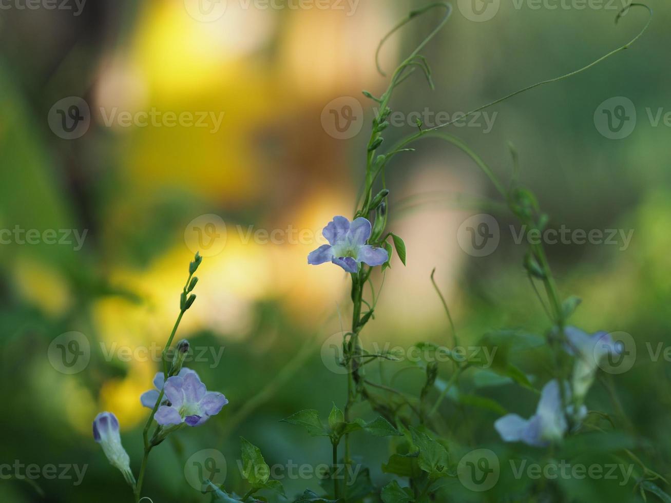 lila blomma krypande fingerborgsborg, asystasia gangetica anderson acanthaceae fyrkantig stamyngel på jordytan toppen är upprätt och bildar ett enda blad med en oval form foto