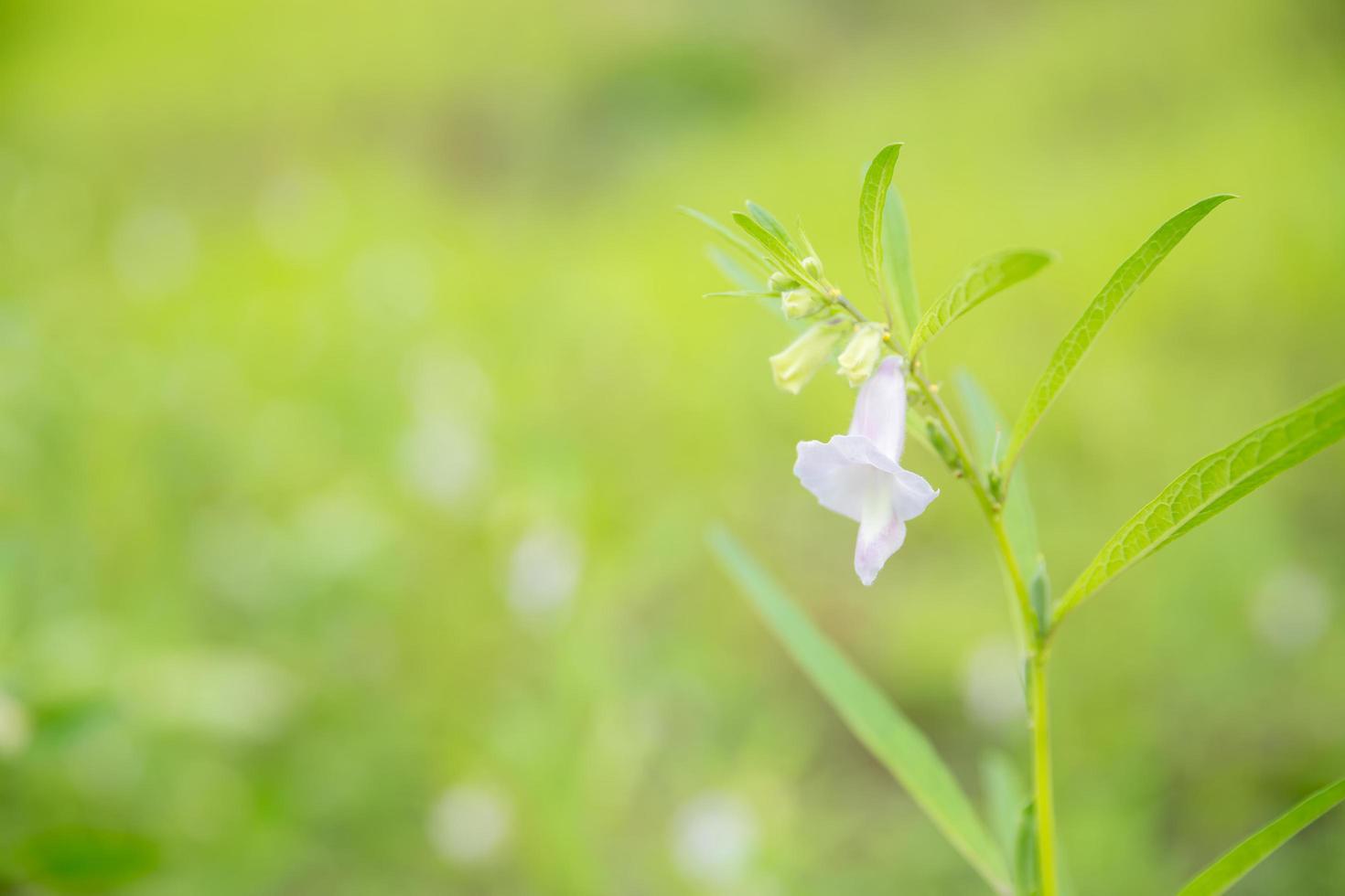 närbild av organisk vit blomma sesam med gröna blad i fältet på sommaren. ört grönsaksväxter tillväxt i trädgården för hälsosam matanvändning. banner med bakgrund foto