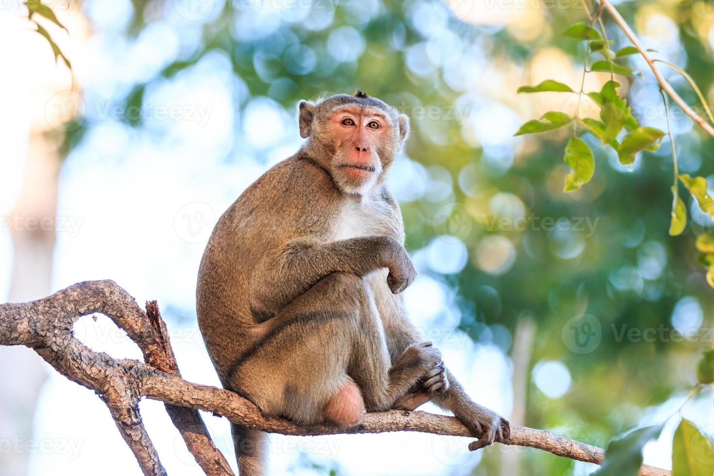 apa (krabba-äta makak) på träd i Thailand foto