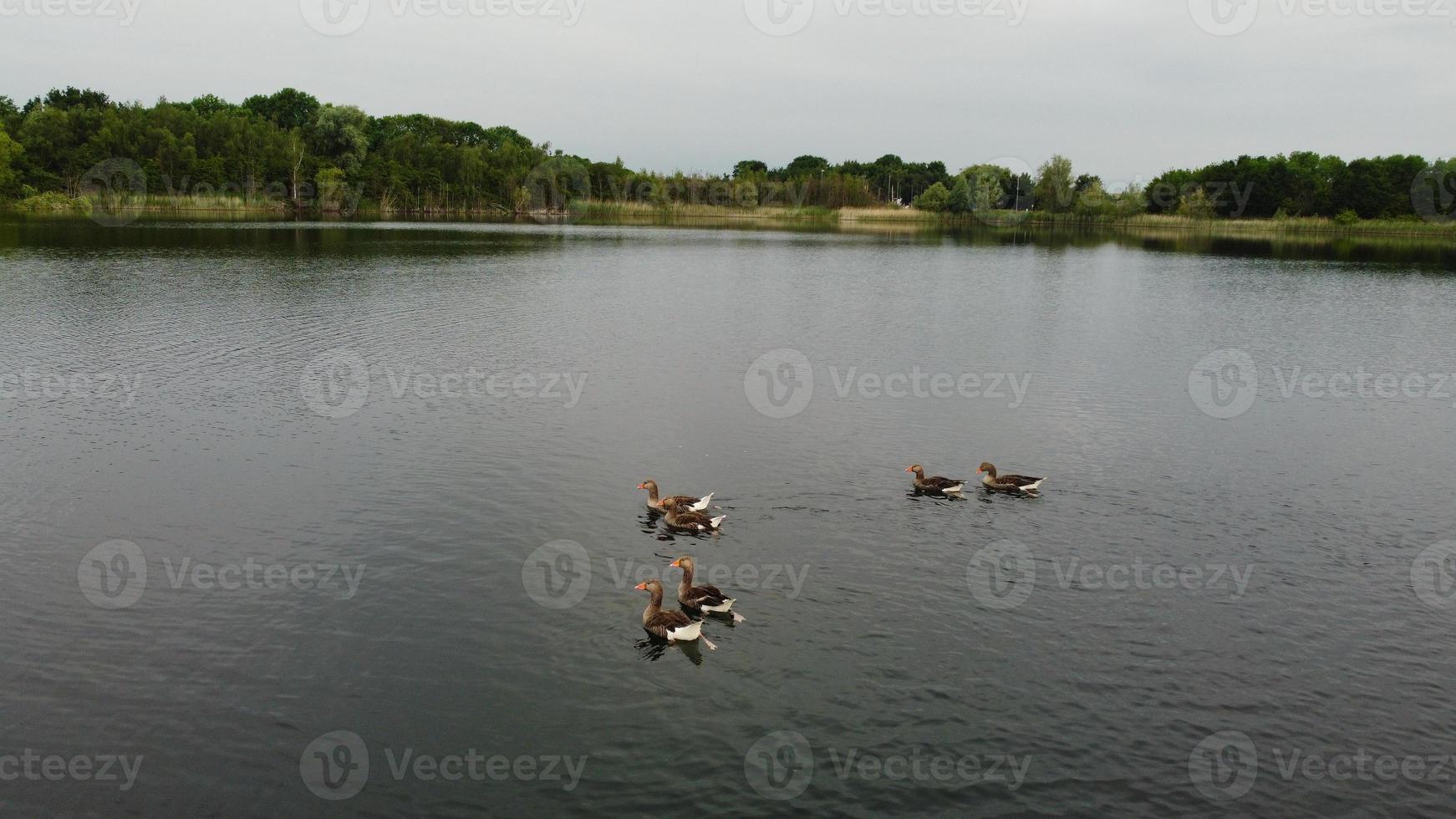 flyg- och högvinkelbild söta vattenfåglar simmar i stewartby sjön i England, Storbritannien på vacker tidig morgon vid soluppgången foto