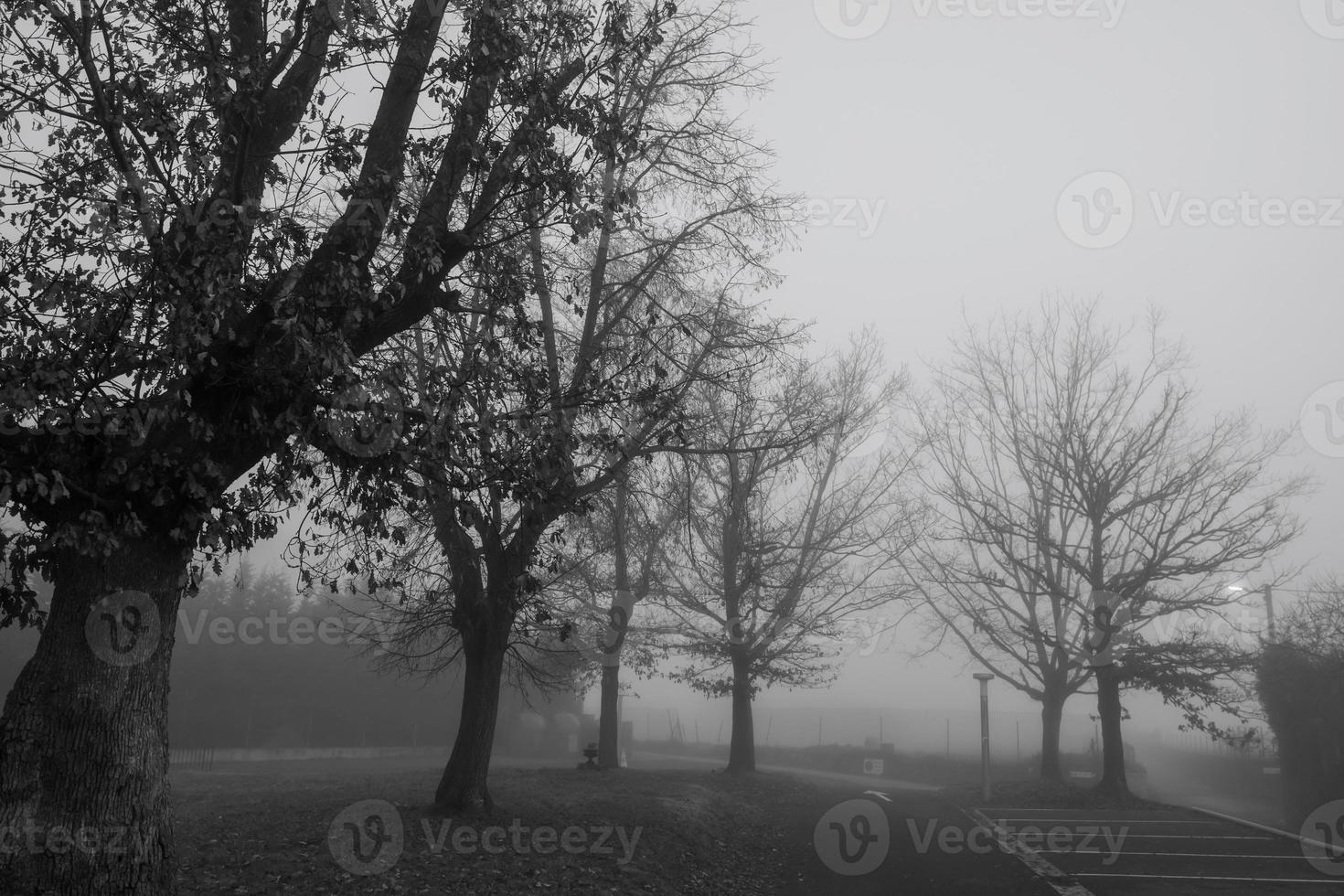 svart och vit scen av bladlösa träd för halloween day bakgrund. träd bredvid vägen i dimman. halloween natt bakgrund. död, ledsen, hopplös och förtvivlan koncept. döda trädgrenar. foto