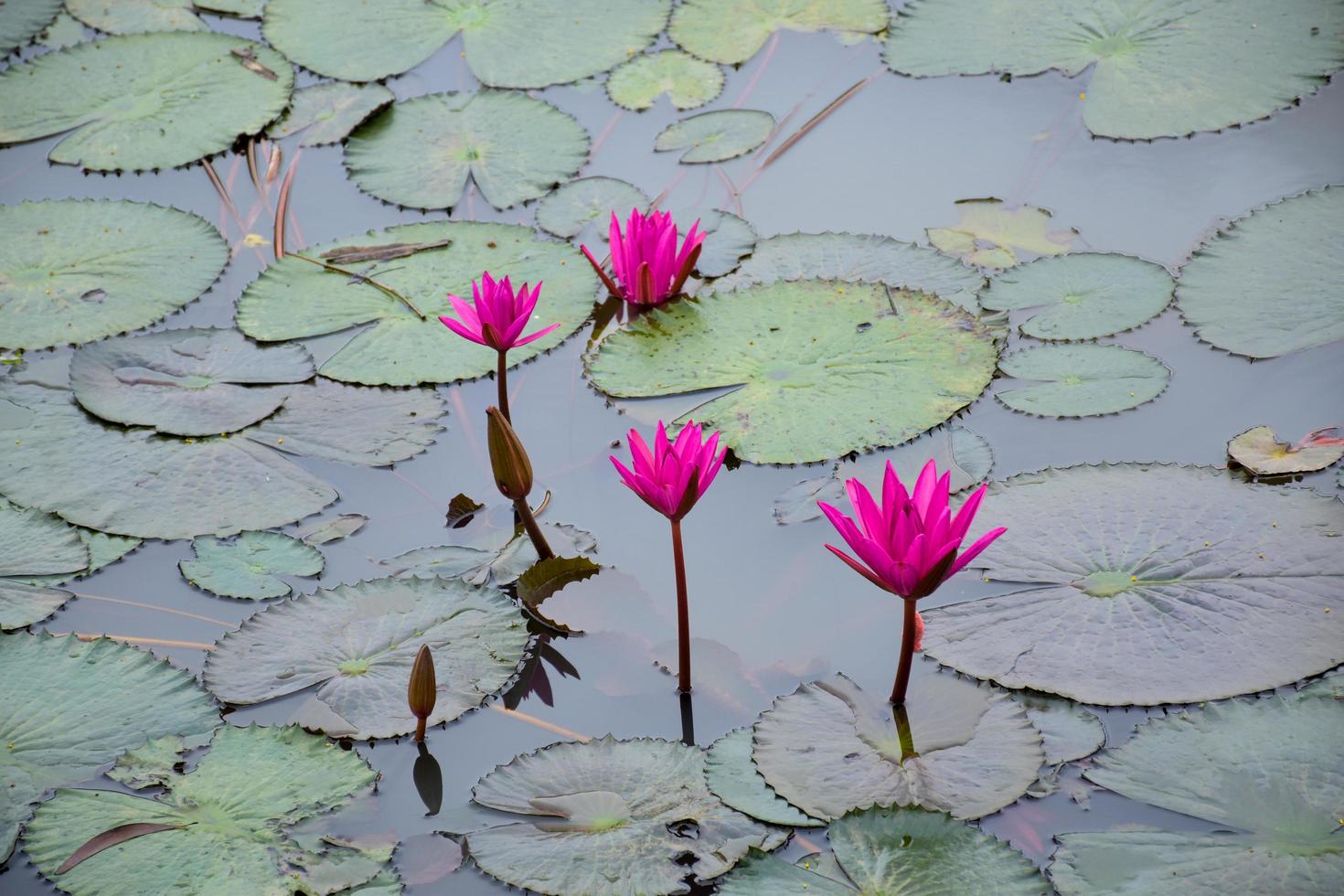 fält rosa lotusblomma blommande kronblad skönhet natur i vatten foto