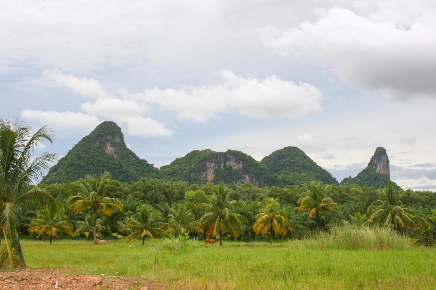 berg i phatthalung skönhet natur och palmträd i södra Thailand foto