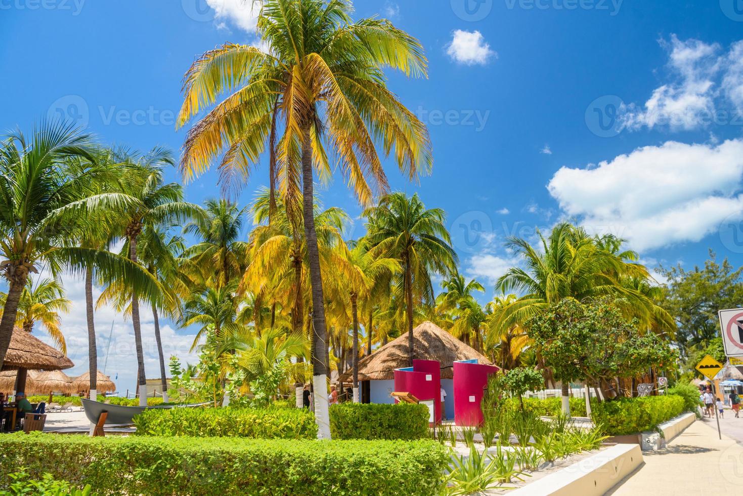 bungalows i skuggan av kokospalmer på stranden, ön isla mujeres, karibiska havet, cancun, yucatan, mexico foto